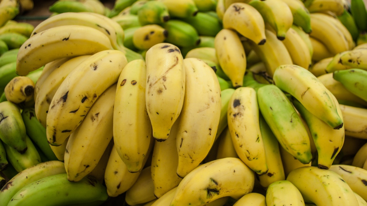 New banana hits markets next year after 75-year gap