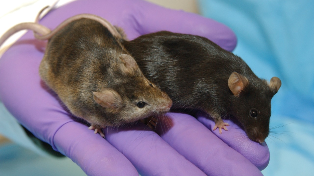 Image Credit: Maggie Bartlett, NHGRI. - Public domain/Wiki Commons