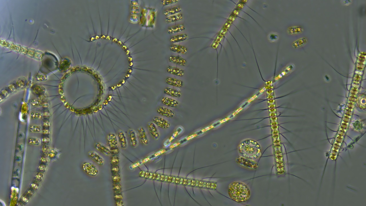 Image Credit: University of Rhode Island/Stephanie Anderson - Public domain/Wiki Commons