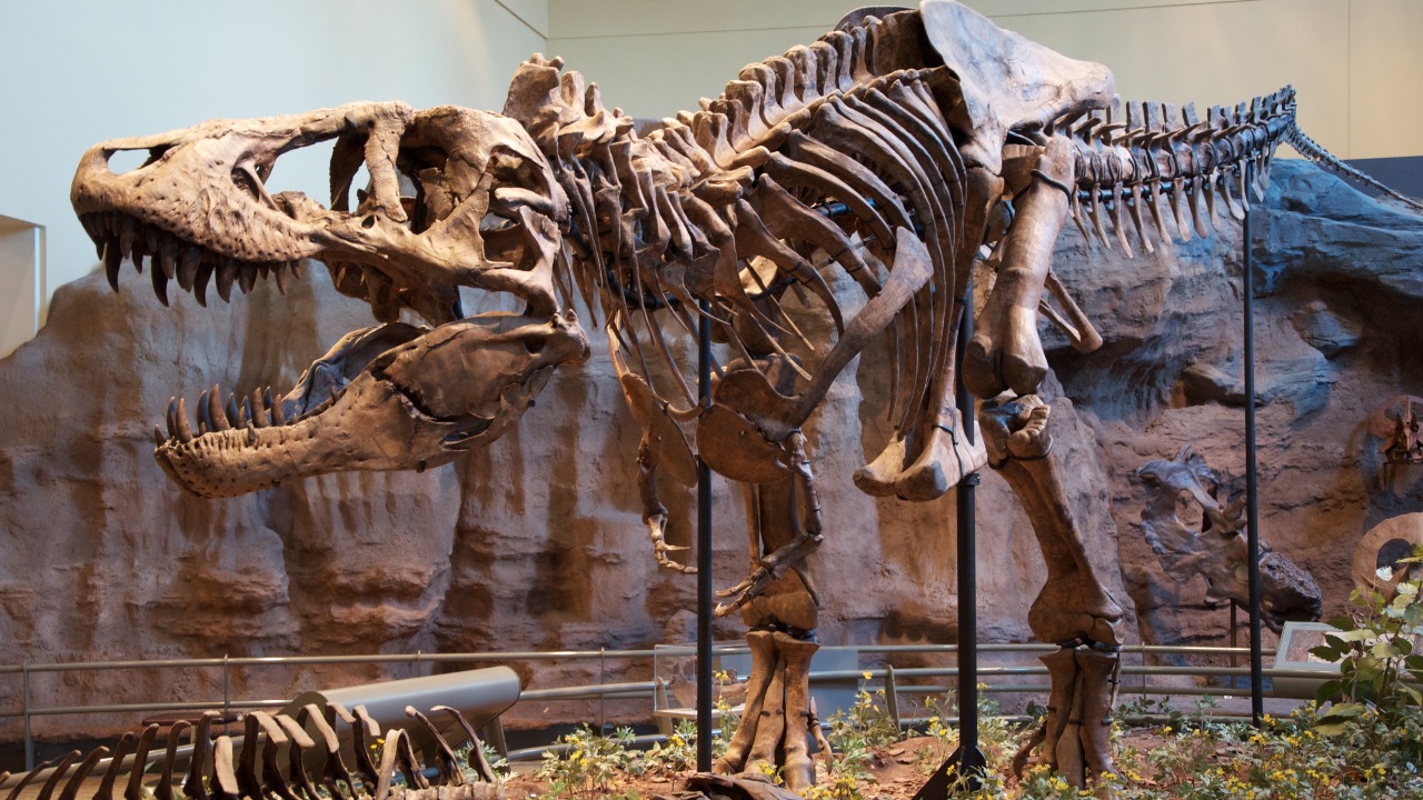Tyrannosaurus — Image Credit: ScottRobertAnselmo - CC BY-SA 3.0/Wiki Commons