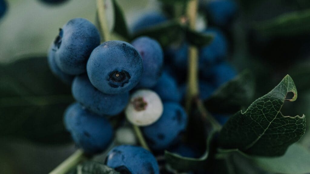 anitaaustvika/Unsplash