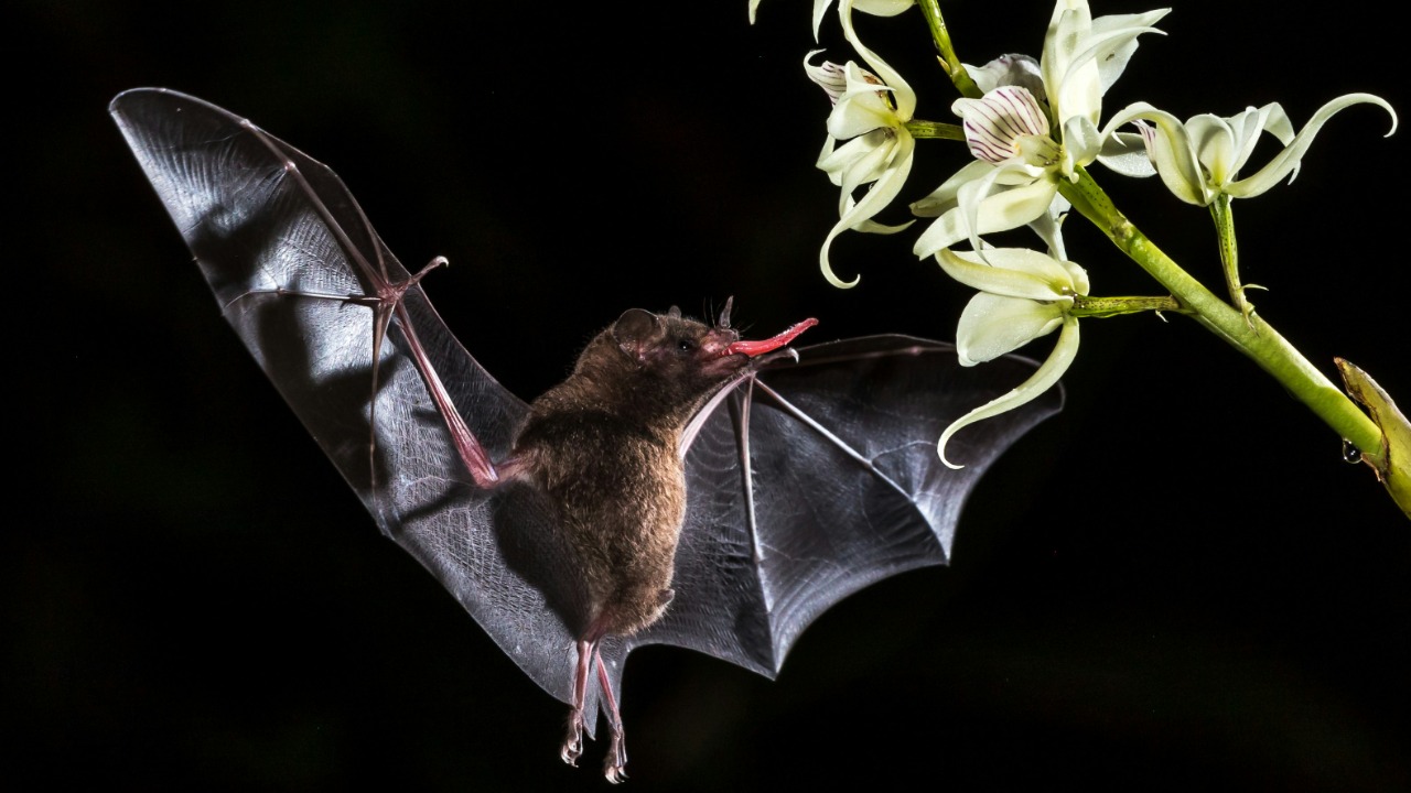 Scientists confirm bats really can glow in the dark