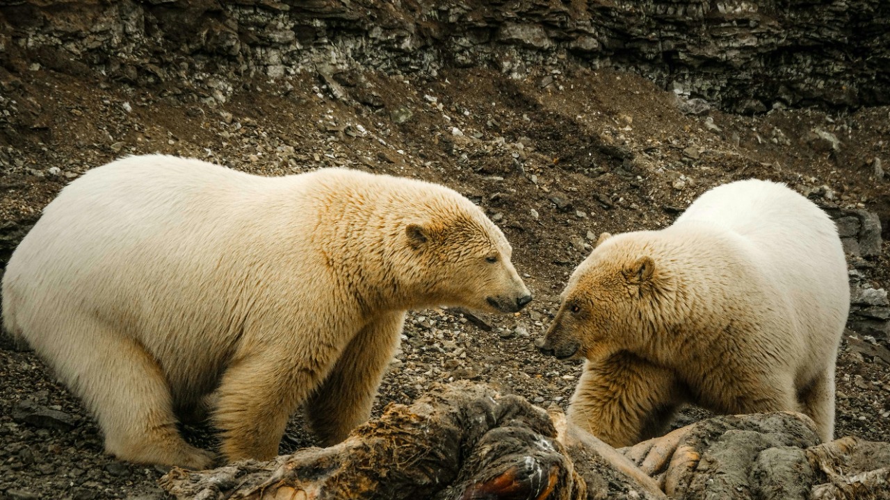 Polar bears feed millions of other Arctic animals