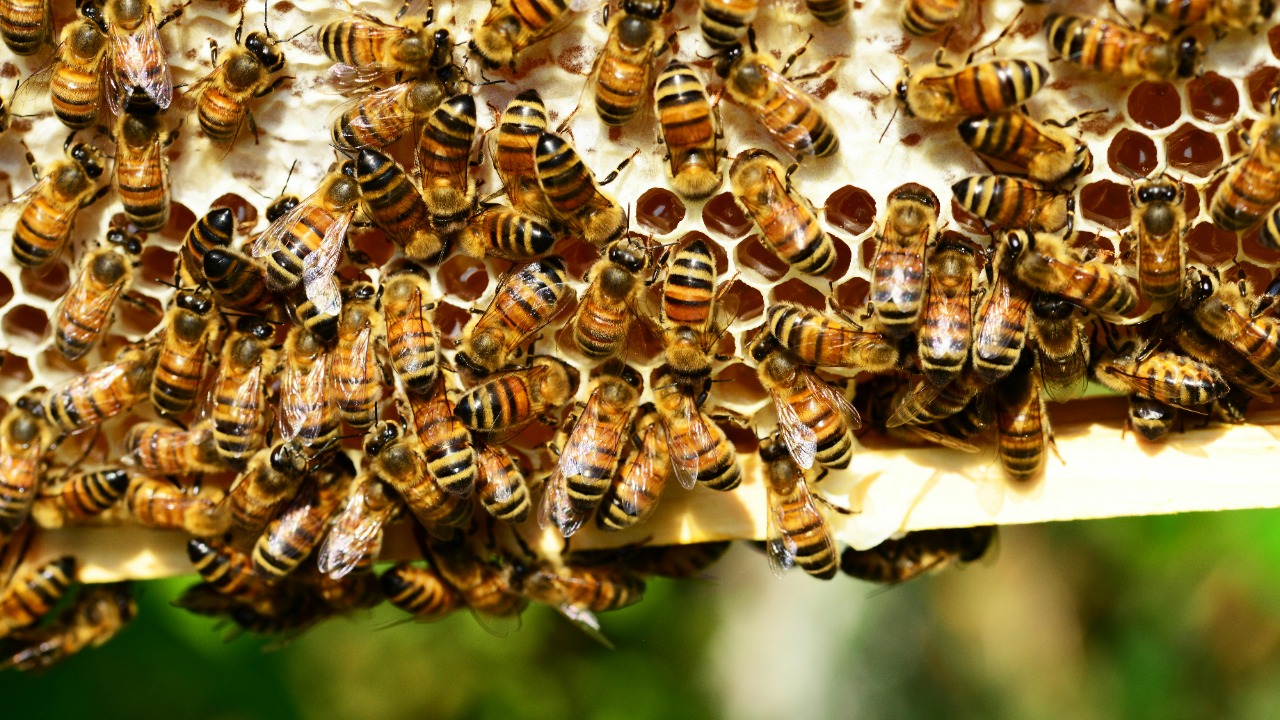 Queen bees overthrown when workers smell weakness