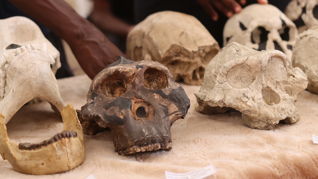 AI uncovers predators that ate early humans