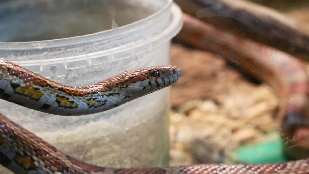 Llamas provide key ingredient for snake antivenom