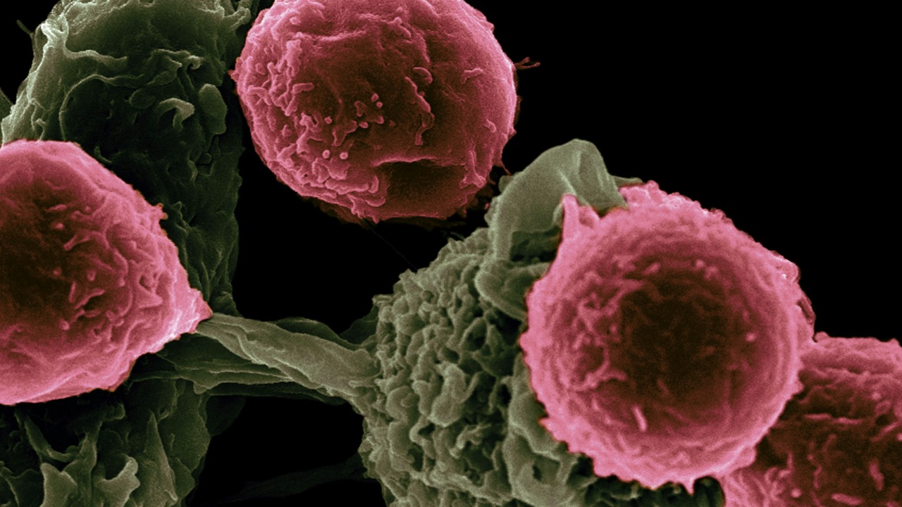 Turning off your cells’ death switch might slow aging