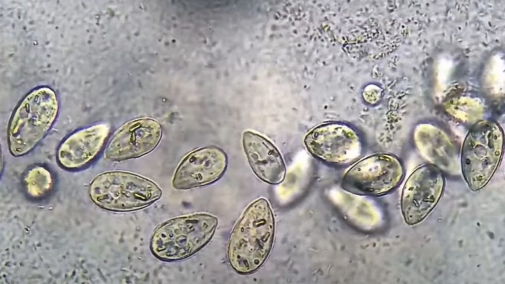 electricity spitting bacteria