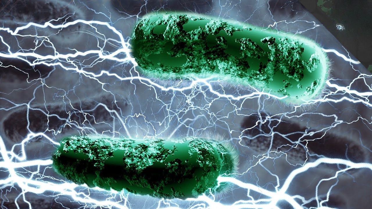 electricity spitting bacteria
