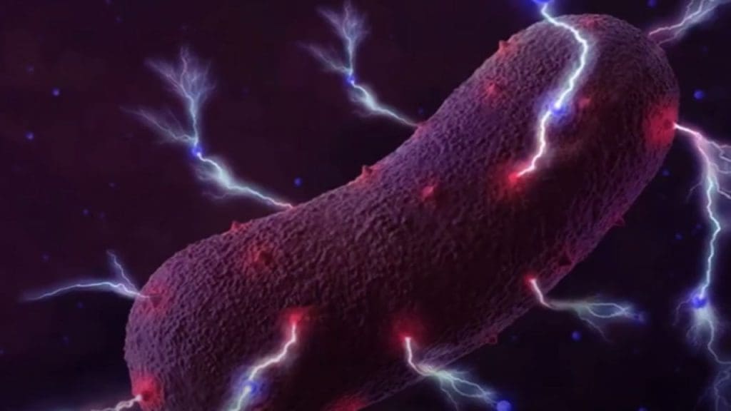 future of electricity bacteria