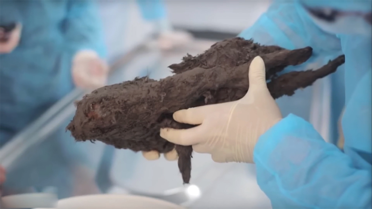 Image Credit: youtube.com/@Wonderbot