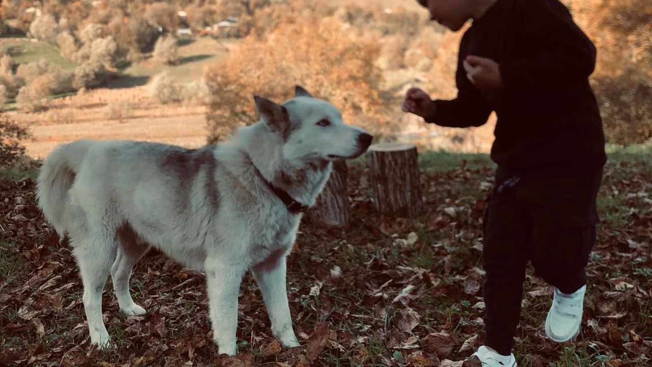 Dog diversity emerged 11,000 years ago under early human hands