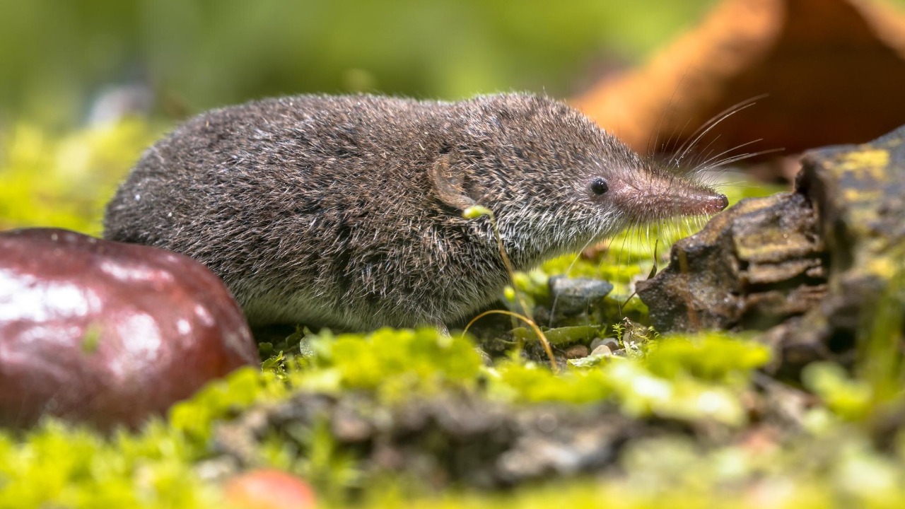 Australia’s only shrew is declared extinct after human meddling