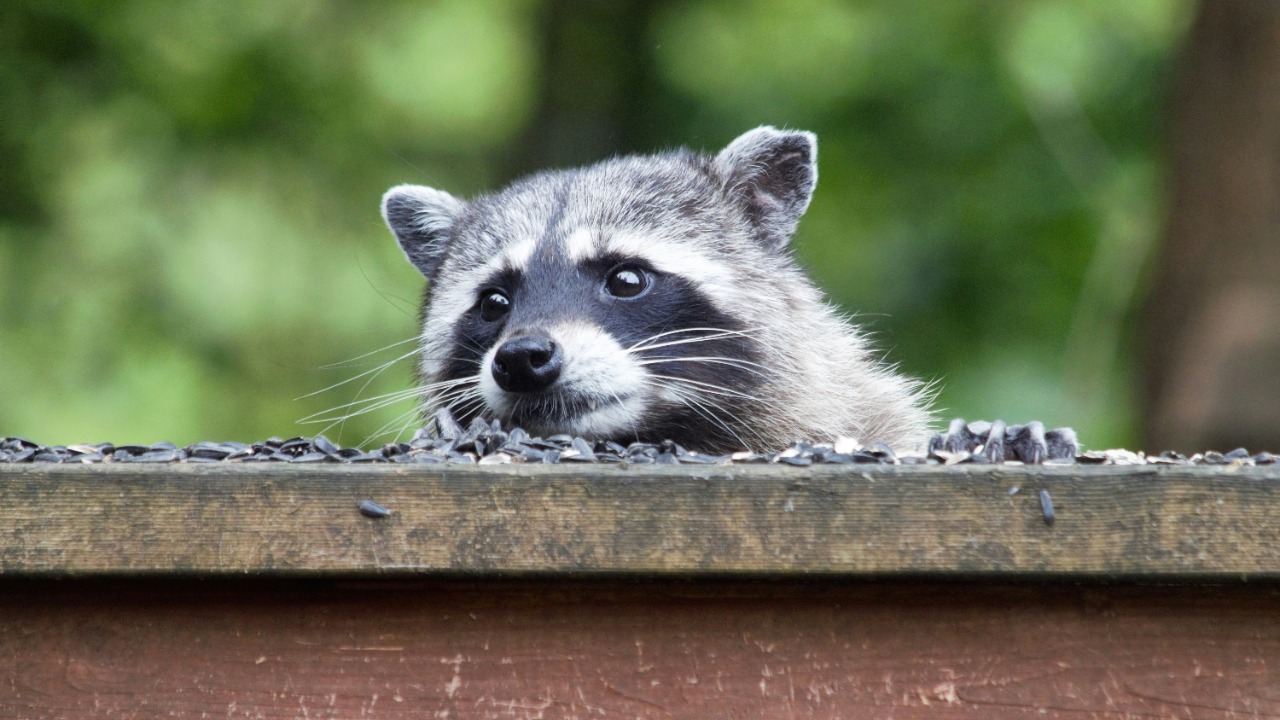 Is trash turning raccoons into the next household pet