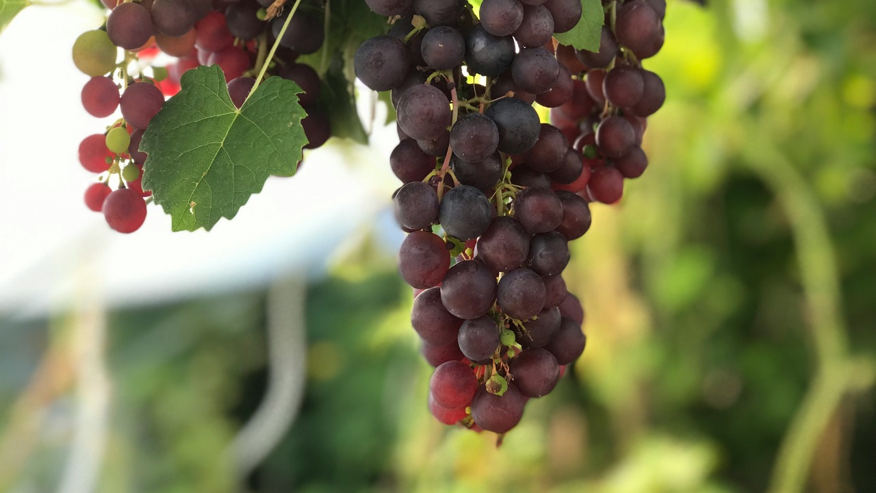 Japan just bred a new wine grape with a wild twist