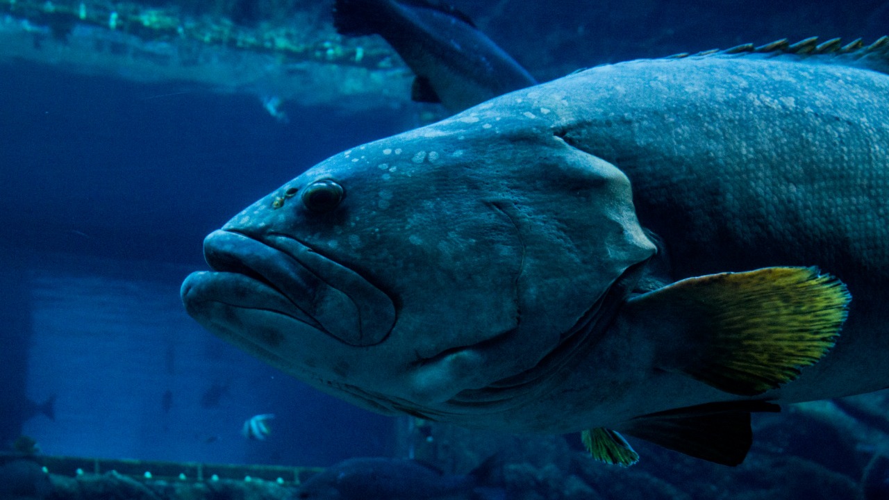 Ancient fish with human like hearing shocks scientists