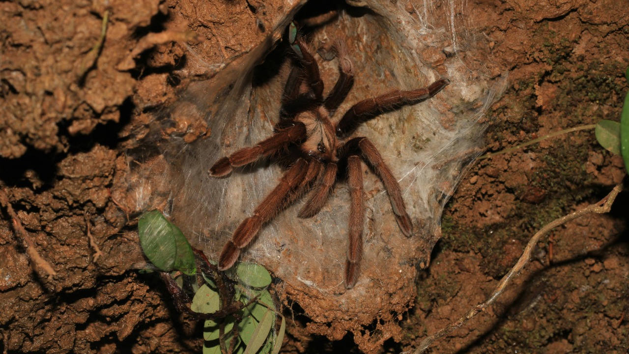 Nandan Upadhya/Pexels