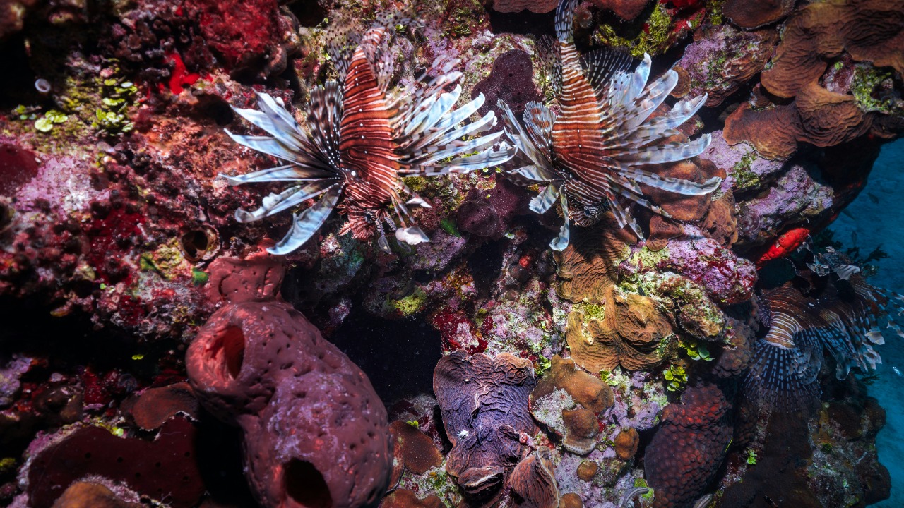 Dozens of new deep-sea species discovered at the ocean floor
