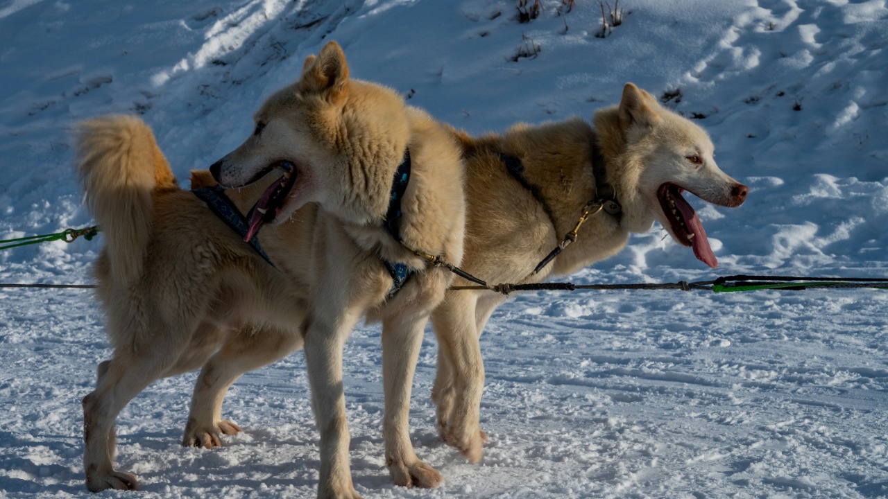 Ancient DNA shows dogs and humans migrated together across Eurasia