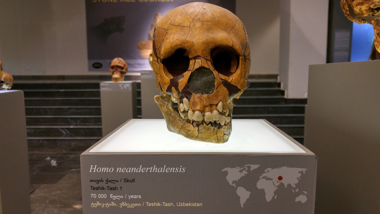 Evidence suggests Neanderthals might outperform modern humans today
