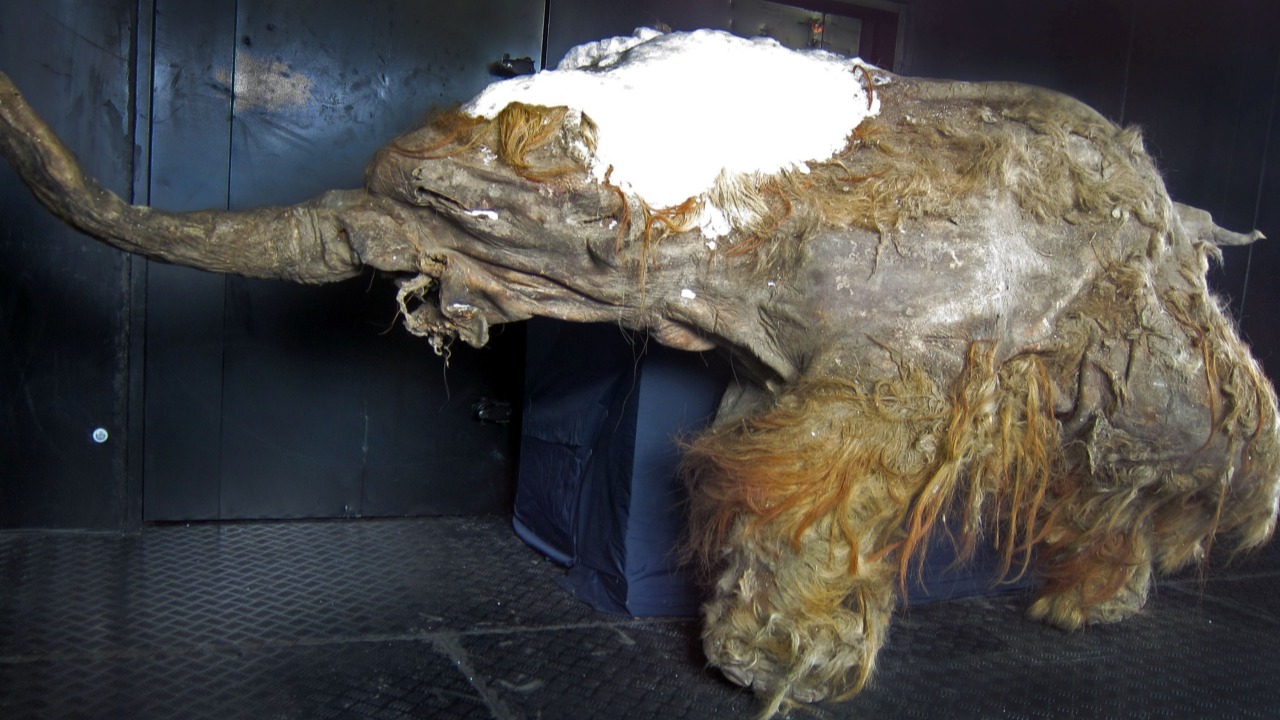 Baby mammoth in Siberia found with a perfectly preserved face