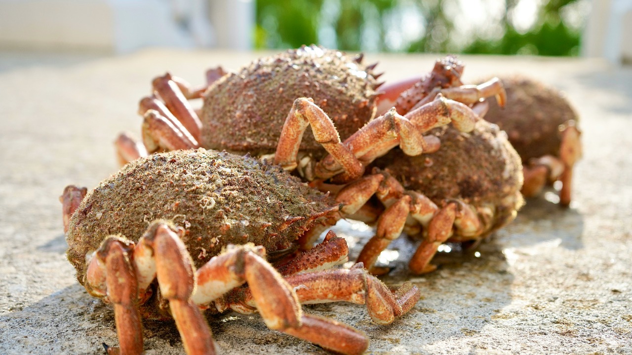 Crab shell zinc batteries hit 99.7% efficiency