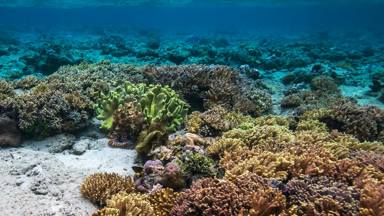 84 percent of reefs face record die offs