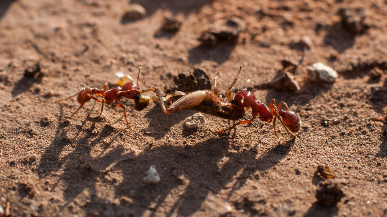 This parasitic ant tricks workers into killing their own queen