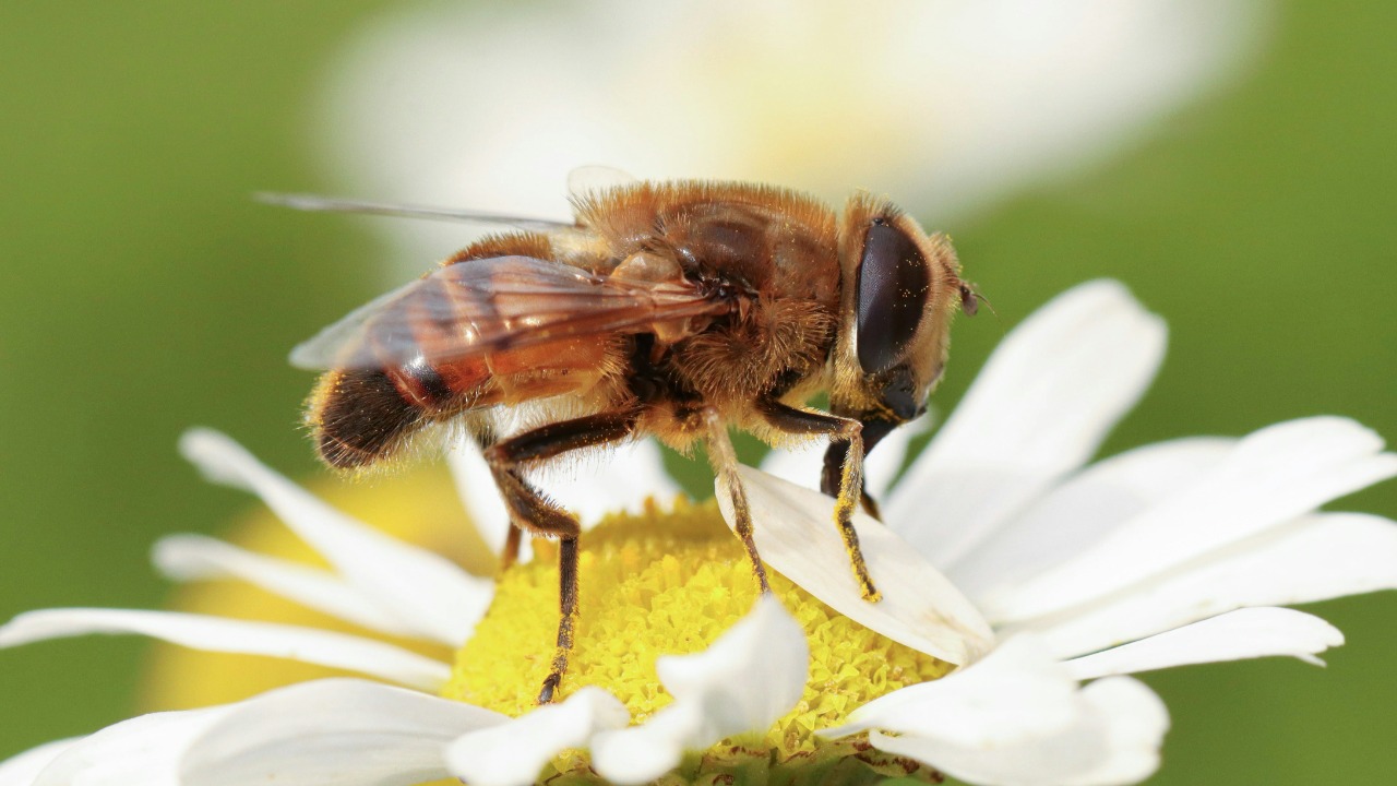 Bees can tell time, new study finds surprising insect smarts