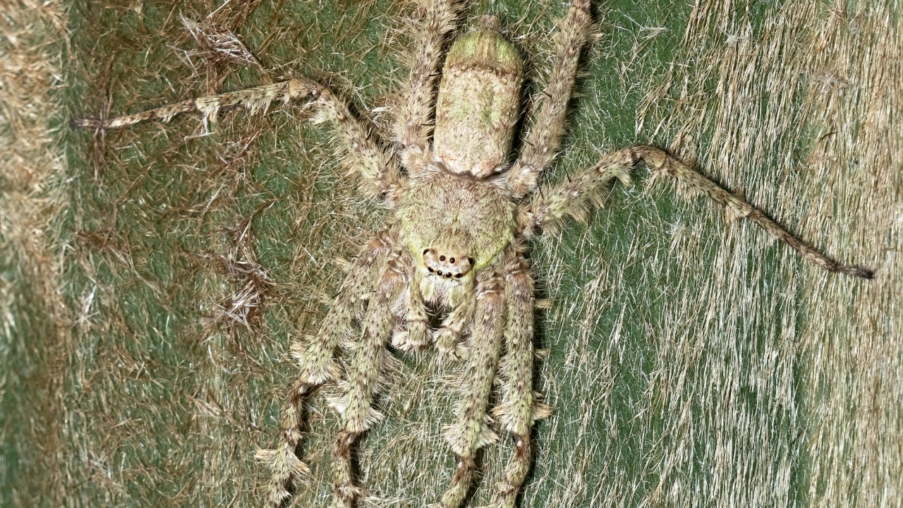 Spider fossil from china is preserved like a time capsule