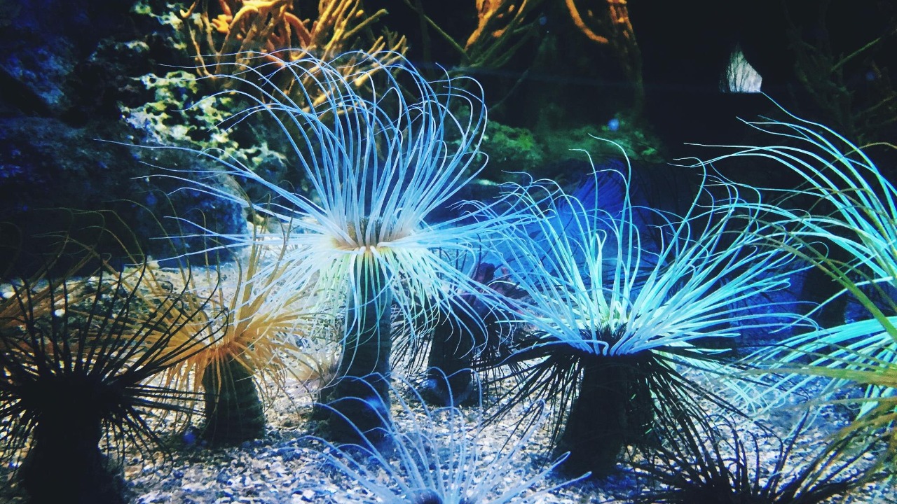 Miami beach unveils an underwater art installation that houses sea life