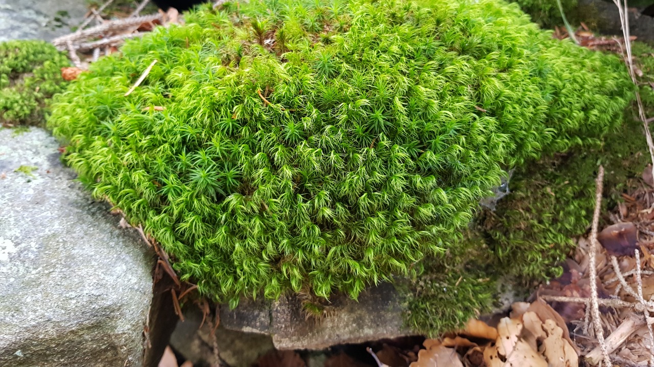 Image Credit: Mænsard vokser - CC BY-SA 4.0/Wiki Commons