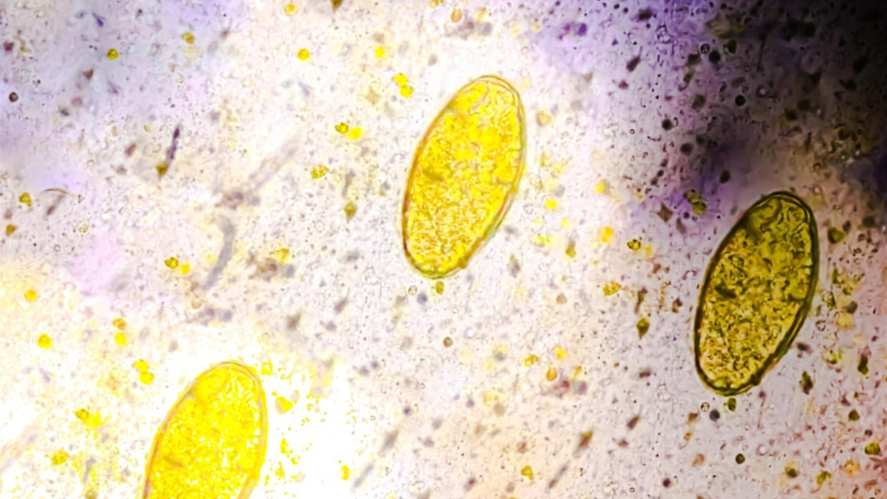 Scientists find new creature living at life’s outer edge