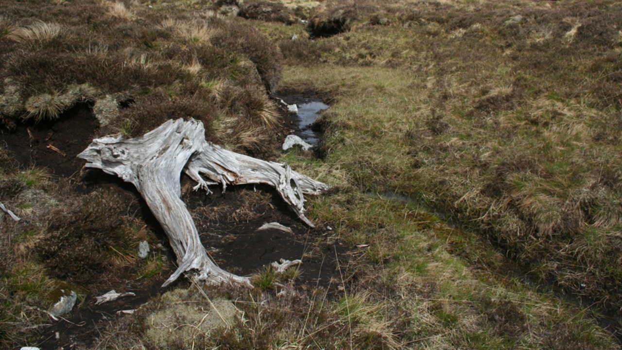 Image Credit: Nic Bullivant - CC BY-SA 2.0/Wiki Commons