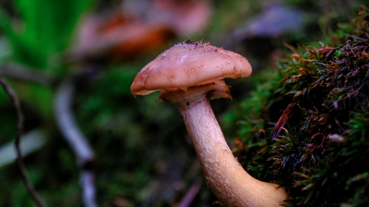 Oğuzhan Aşcıoğlu/Pexels