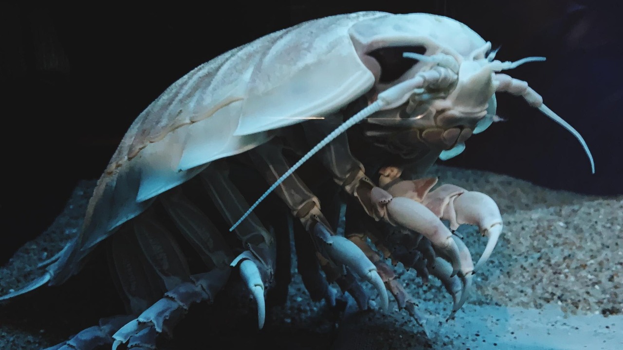 Fourteen strange new deep sea species discovered