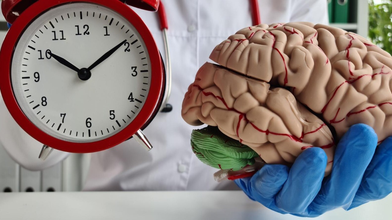 Scientists find an hourly stress clock inside the brain