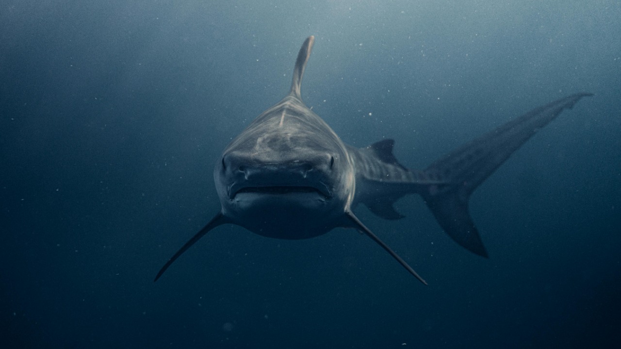 Daniel Torobekov/Pexels