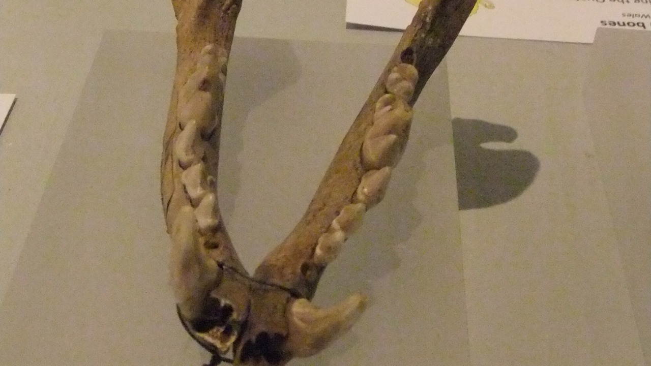 Image Credit: Rept0n1x - CC BY-SA 3.0/Wiki Commons