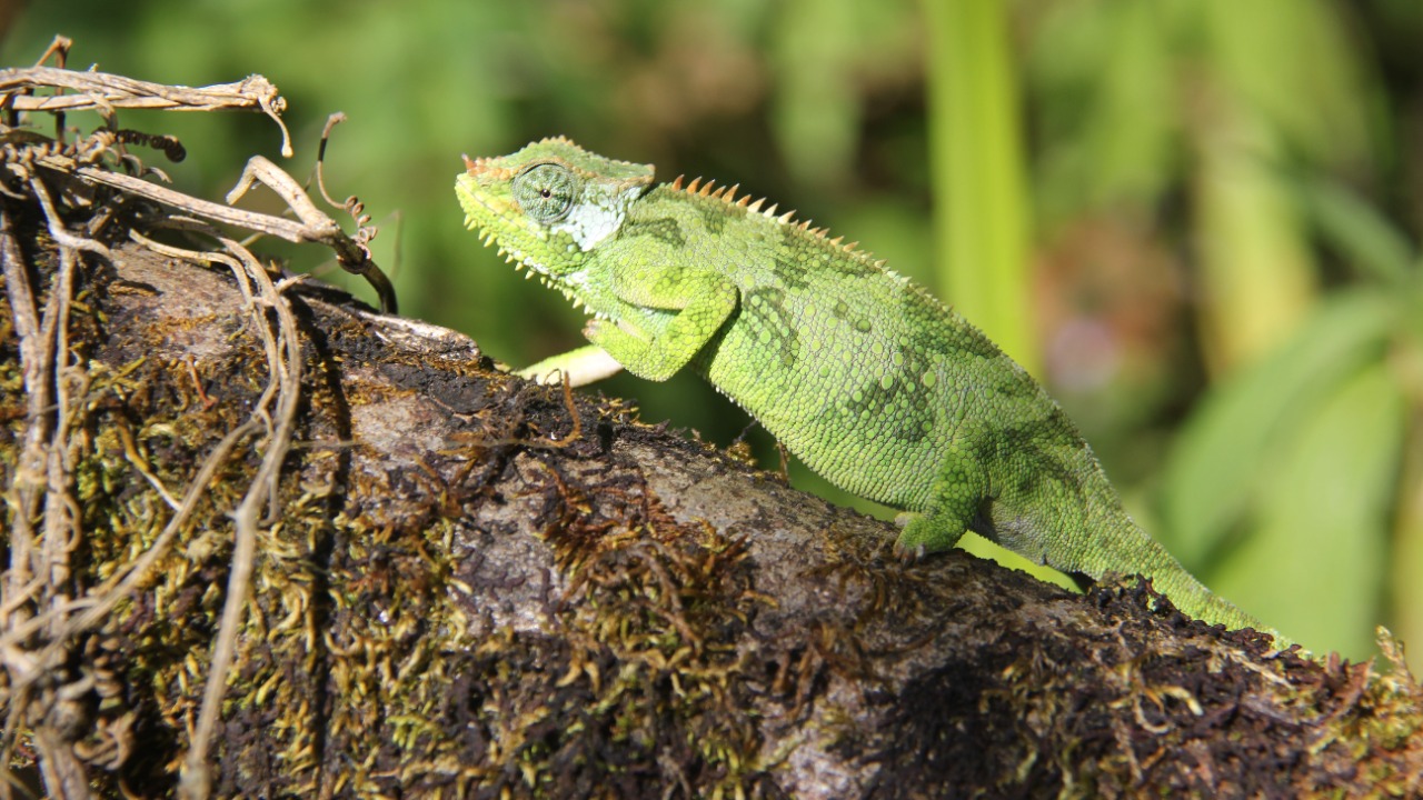 Image Credit: Laika ac from UK - CC BY-SA 2.0/Wiki Commons