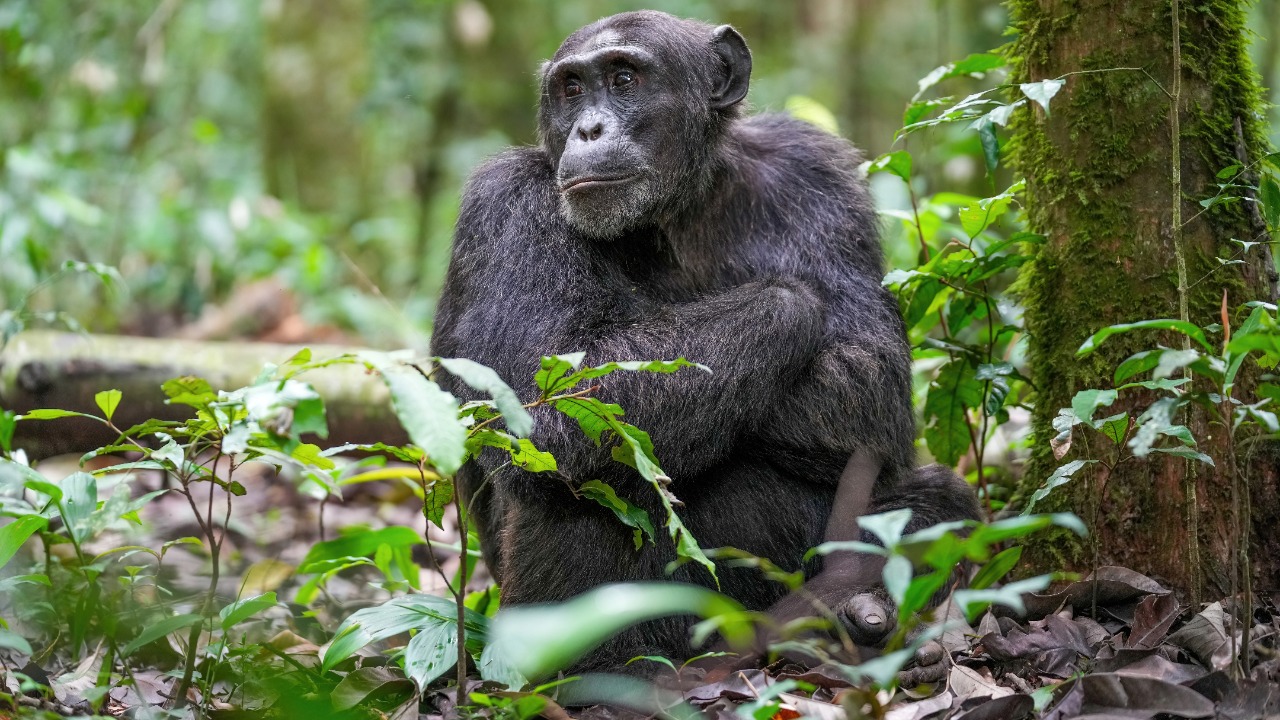 Image Credit: Giles Laurent - CC BY-SA 4.0/Wiki Commons