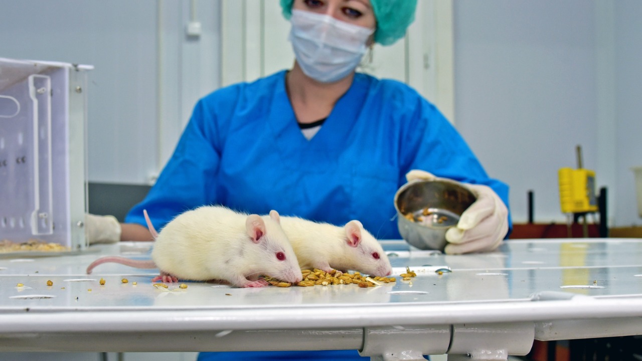 Image Credit: Galina Fomina - CC BY 4.0/Wiki Commons