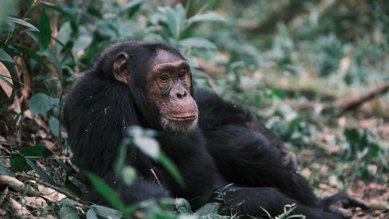 Chimps can think about thinking, changing what we know