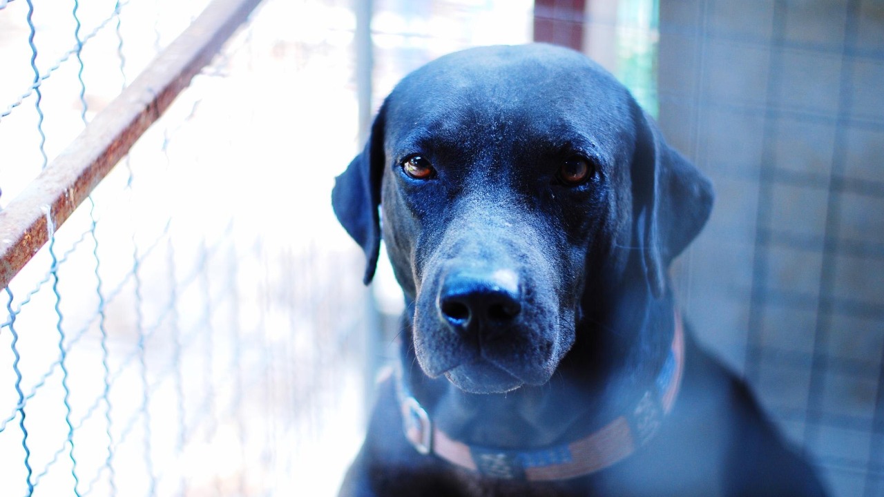 Blue dogs spotted near Chernobyl nuclear zone