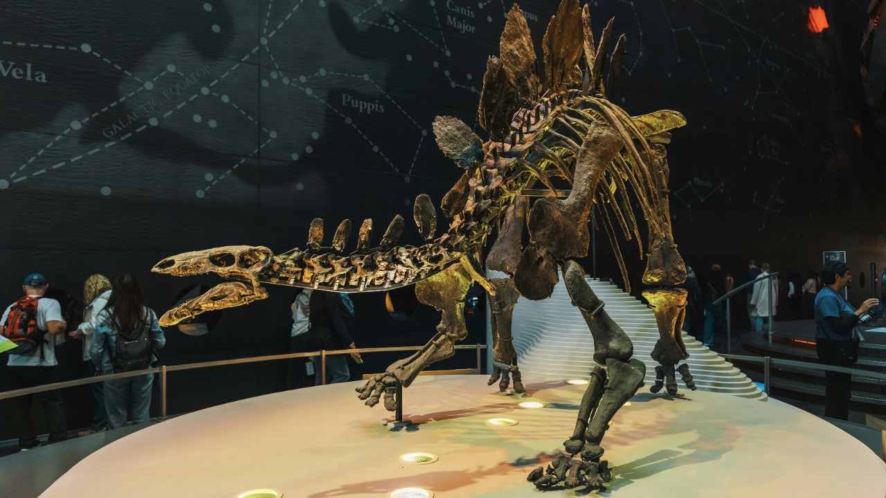 ‘Dueling dinosaurs’ fossil solves 70-year T. rex mystery