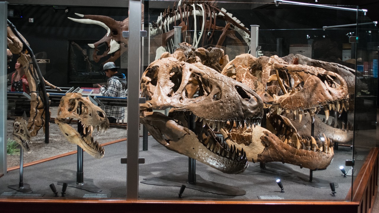 Image Credit: Tim Evanson - CC BY-SA 2.0/Wiki Commons