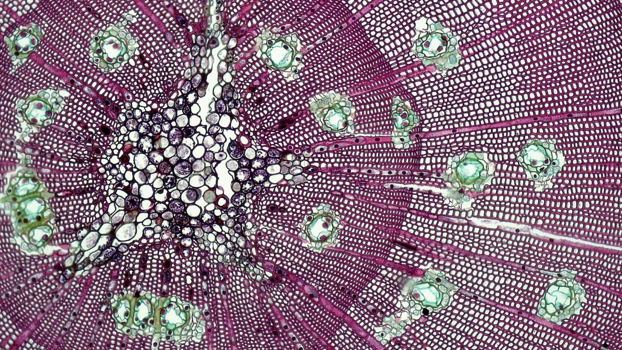 Fayette Reynolds M.S./Pexels