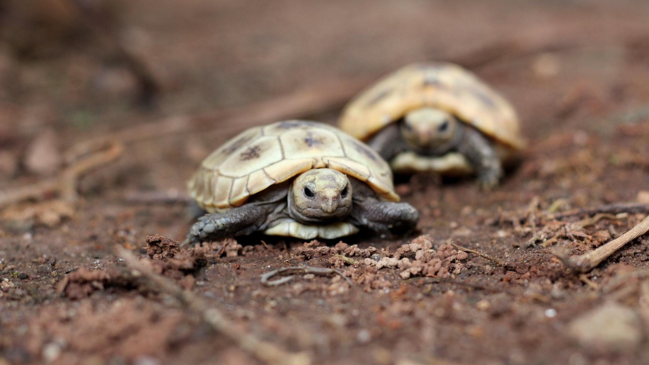 Trafficked turtles get a second chance at a New Jersey sanctuary