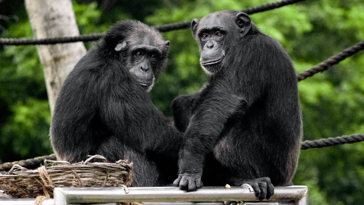 Study finds apes have friendship circles like humans