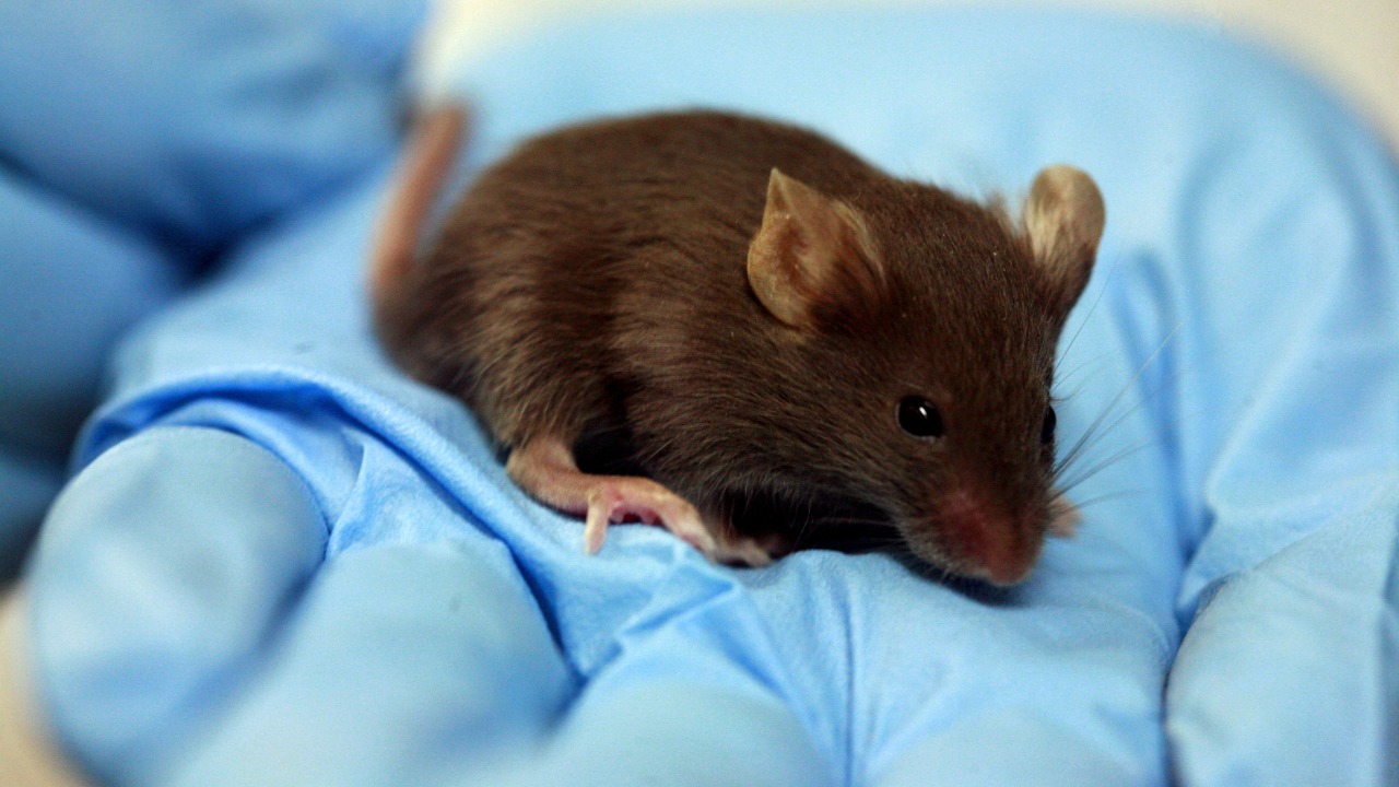 Image Credit: Rama - CC BY-SA 2.0 fr/Wiki Commons